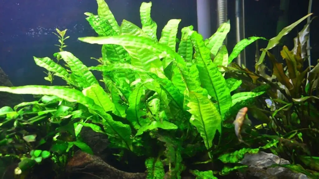 Java Fern