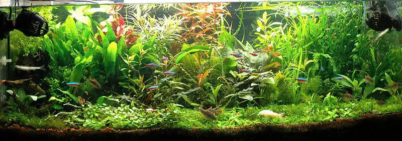 planted aquarium