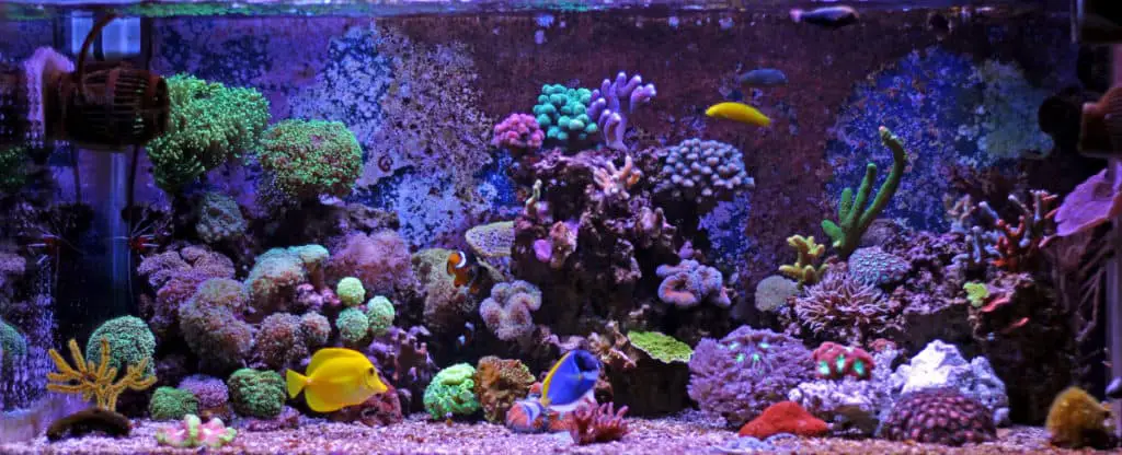 reef aquarium