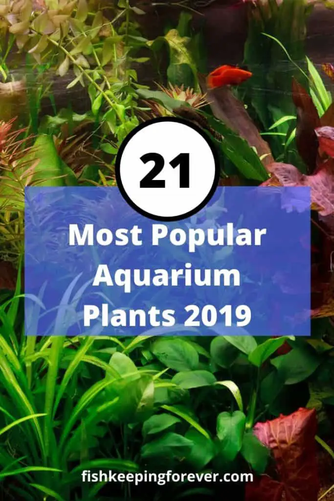 fast growing aquarium plants