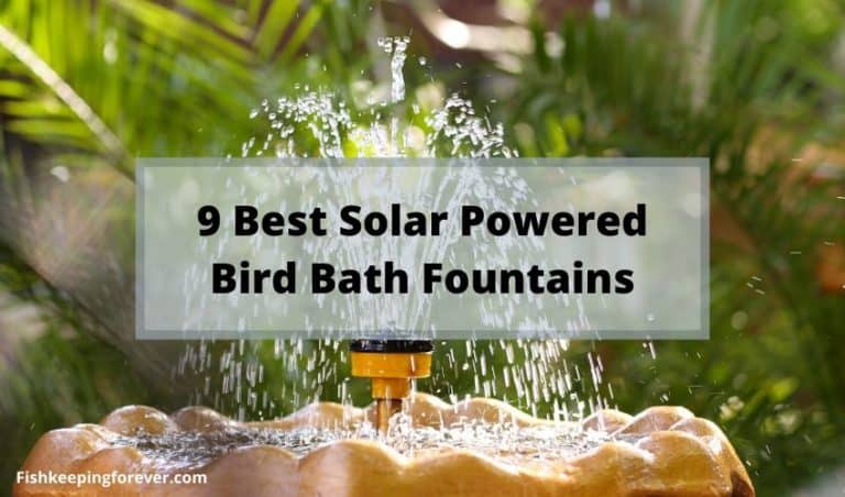 9 Best Solar Powered Birdbath Fountains | Pros & Cons – Fishkeeping Forever