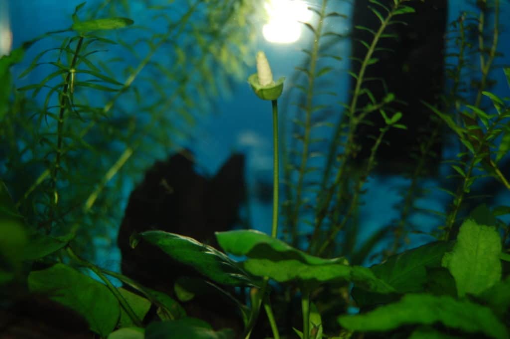 Anubias nana aquarium plants