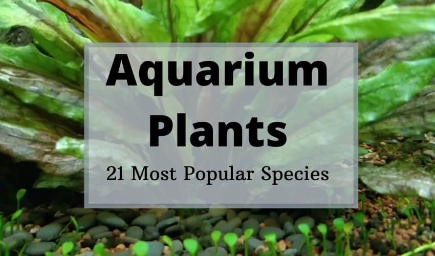 Best Aquarium Plants | 21 Popular Plants For A Home Aquarium 4
