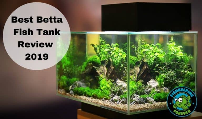 Best Betta Fish Tanks | Top 10 Reviewed With Pros & Cons – Fishkeeping ...