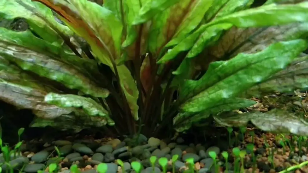 Cryptocoryne Wendtii Species Profile And Growing Guide Fishkeeping