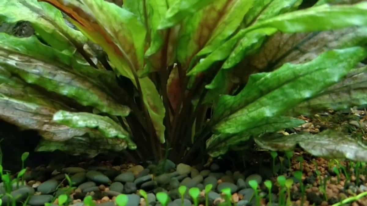 Cryptocoryne wendtii