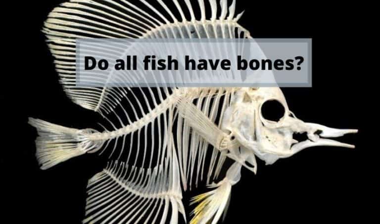 do-fish-have-bones-why-do-they-need-them-fishkeeping-forever