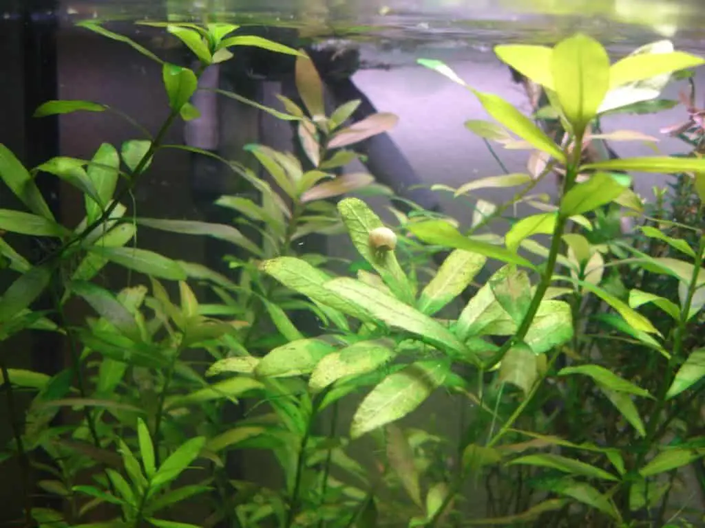 Hygrophila Polysperma