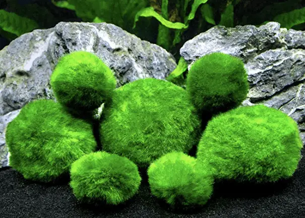 Live Java Moss Ball for Aquarium Aquatic Plants | SALE