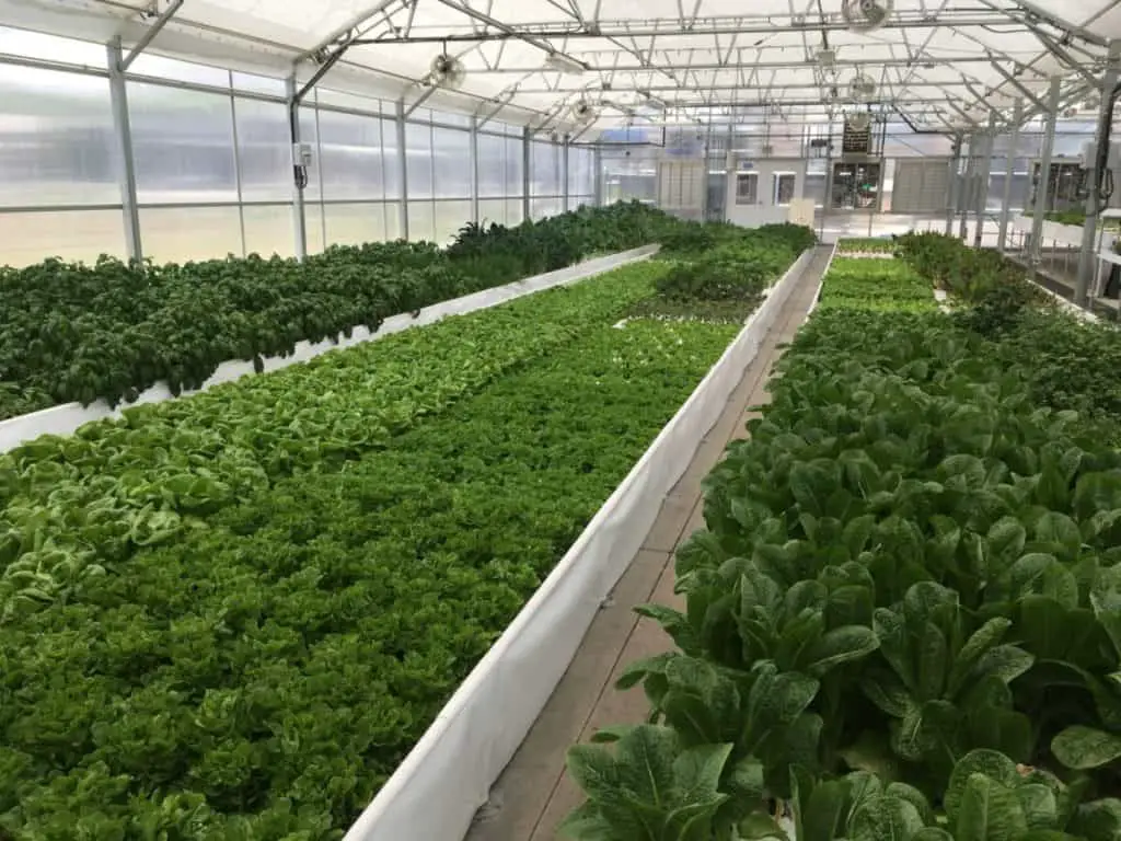 MODERN AQUAPONIC 