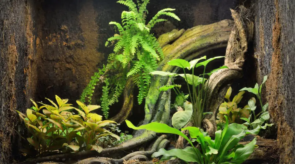 Plants in Aquarium Pros and Cons: Our Fascinating Guide