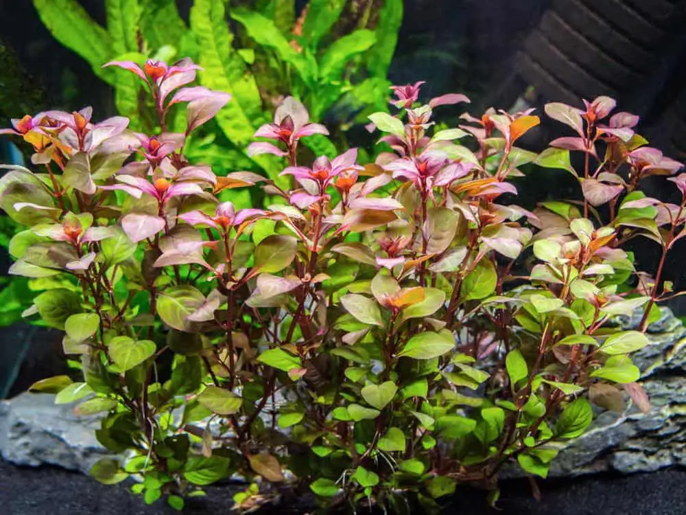 red ludwigia aquarium plants