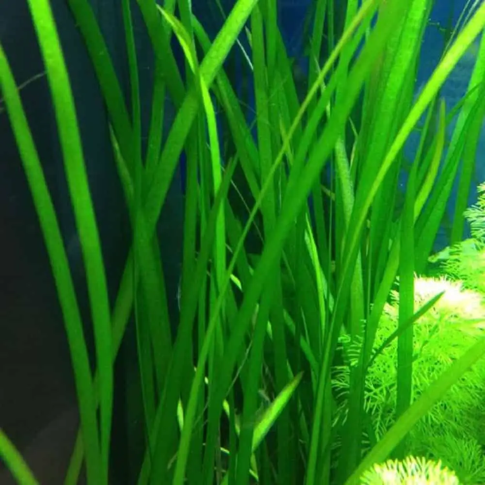 vallisneria spiralis aquarium plants