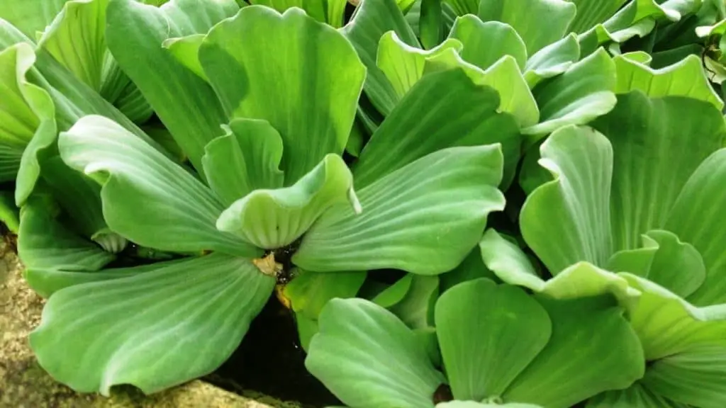 water lettuce aquarium plant