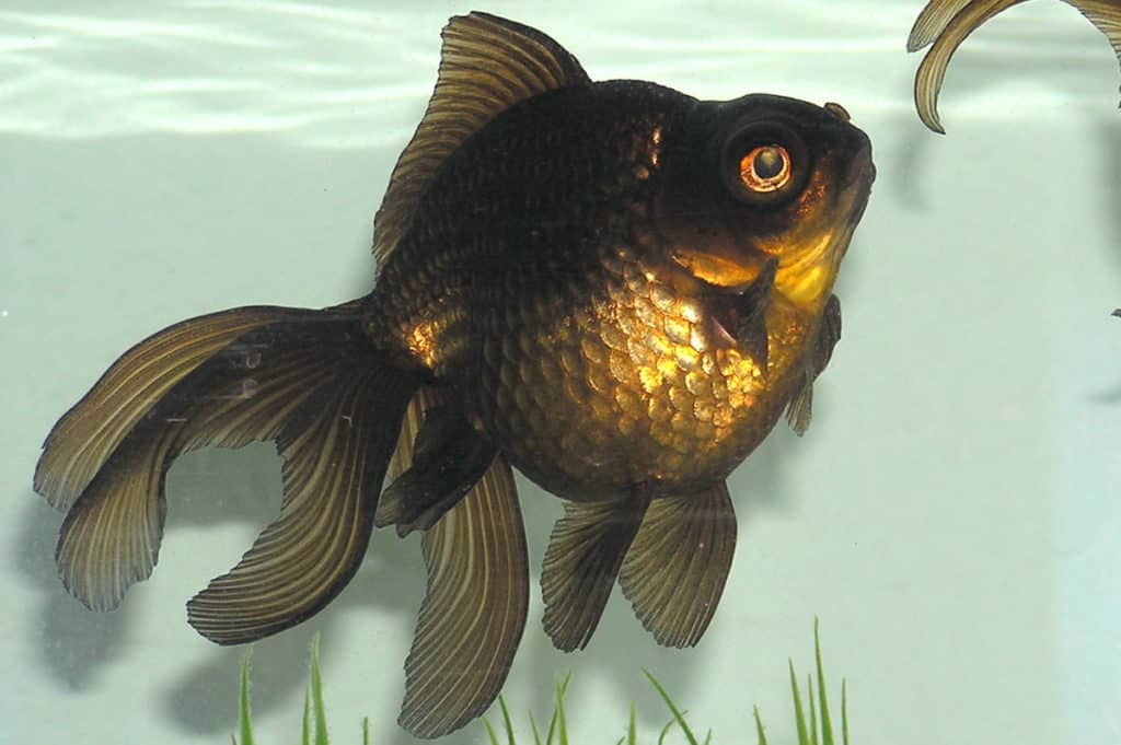 black moor goldfish