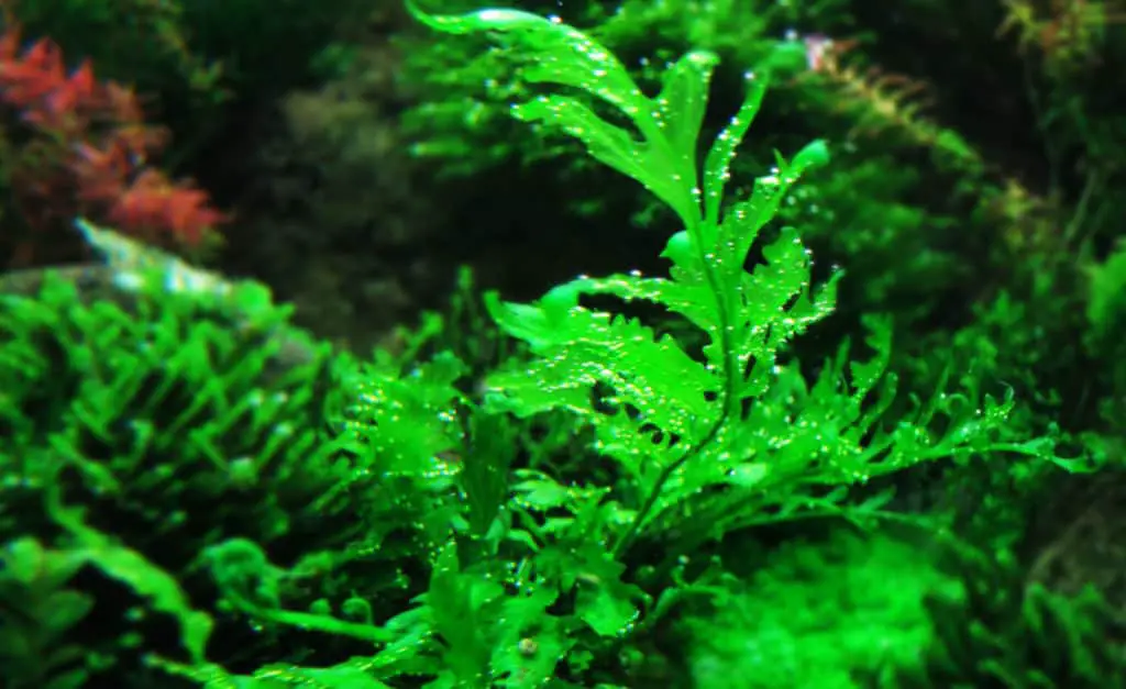 Best Aquarium Plants | 21 Popular Plants For A Home Aquarium 3