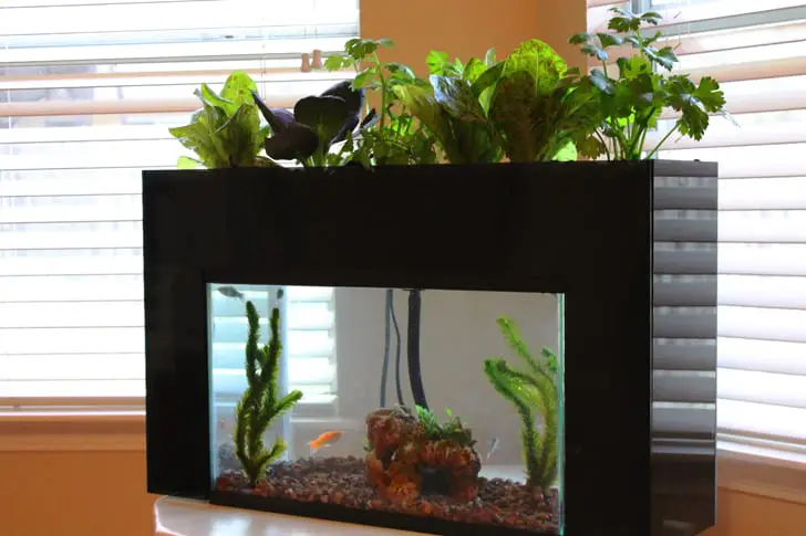 Aquaponic Aquarium