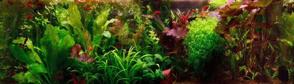 Does Your Aquarium Need Live Plant?
