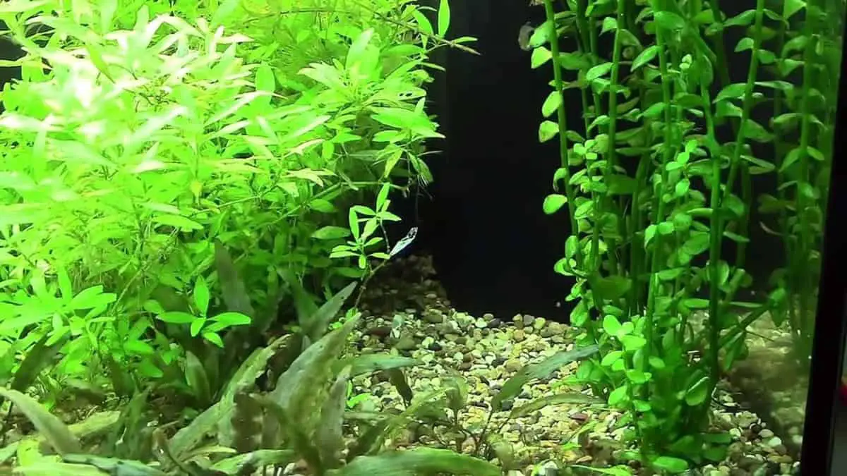 Moneywort Aquarium Plant | How To Grow And Care For Moneywort ...