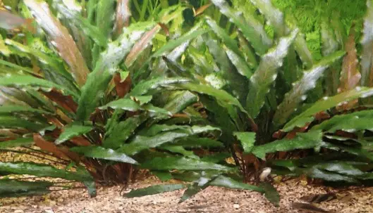 cryptocoryne beckettii