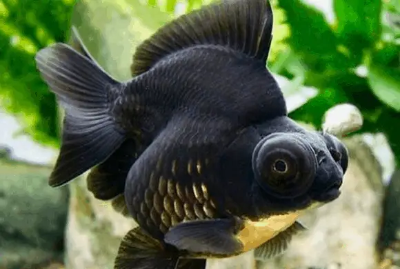 black moor fish