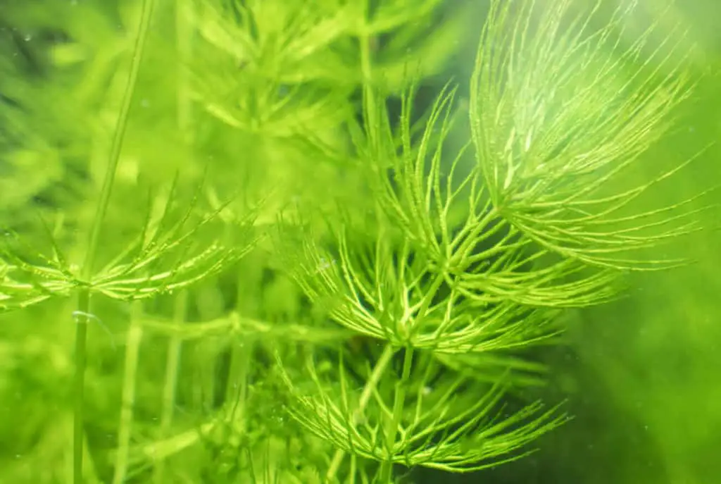 hornwort