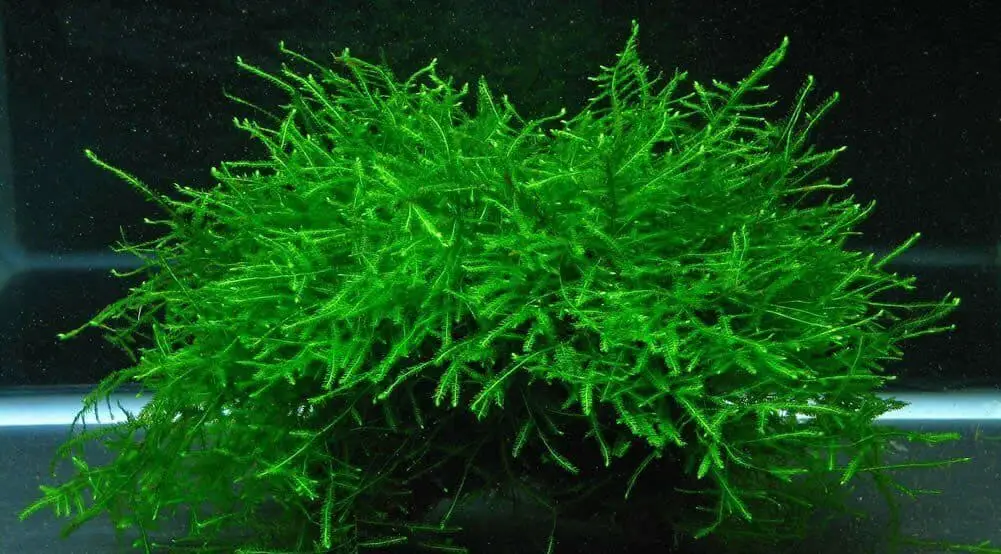 java moss