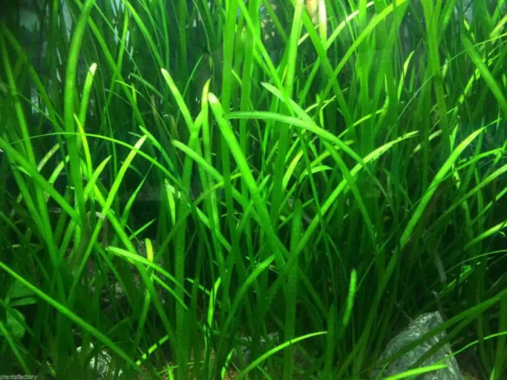 jungle val