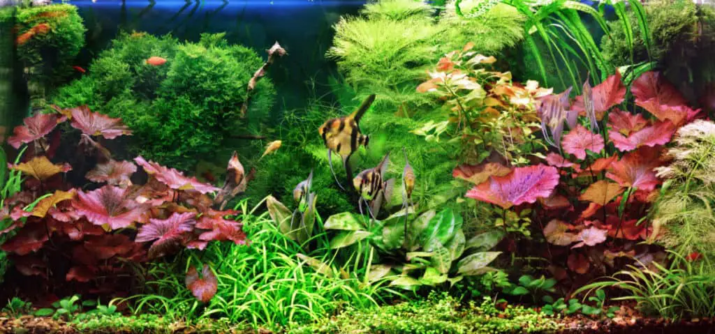 Best Aquarium Plants | 21 Popular Plants For A Home Aquarium 1