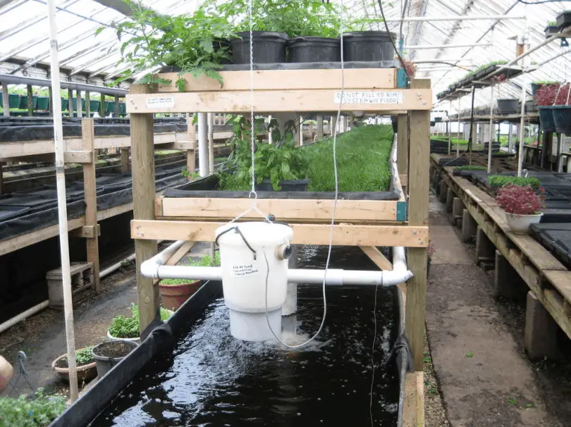 modern aquaponic system