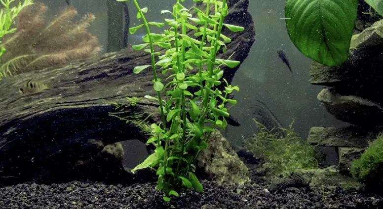 amazon river underwater plants