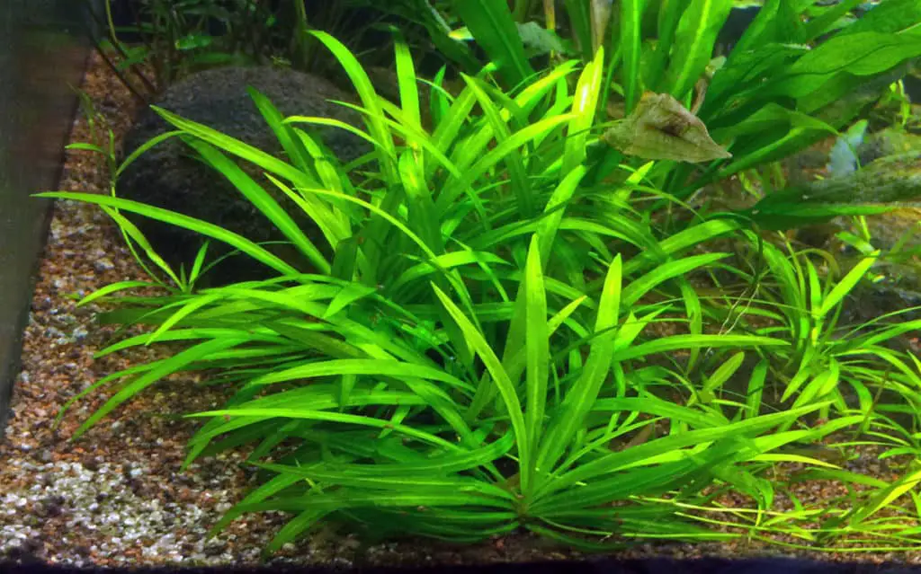 Plants in Aquarium Pros and Cons: Our Fascinating Guide