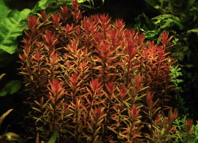 6 Species Of Rotala! 50 Stems Live Aquarium Plants beautiful plant FREE S/H!! 