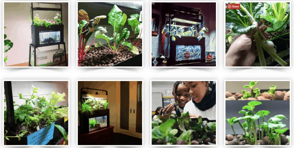 aquaponic aquarium