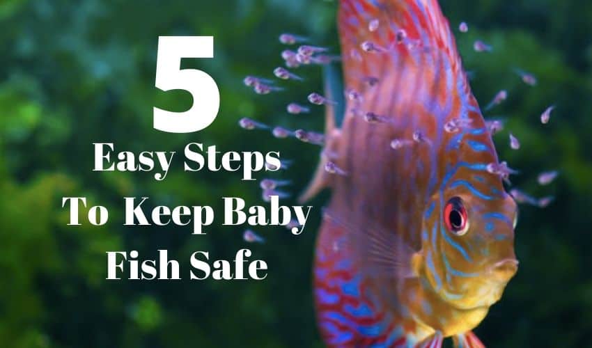 baby fish image