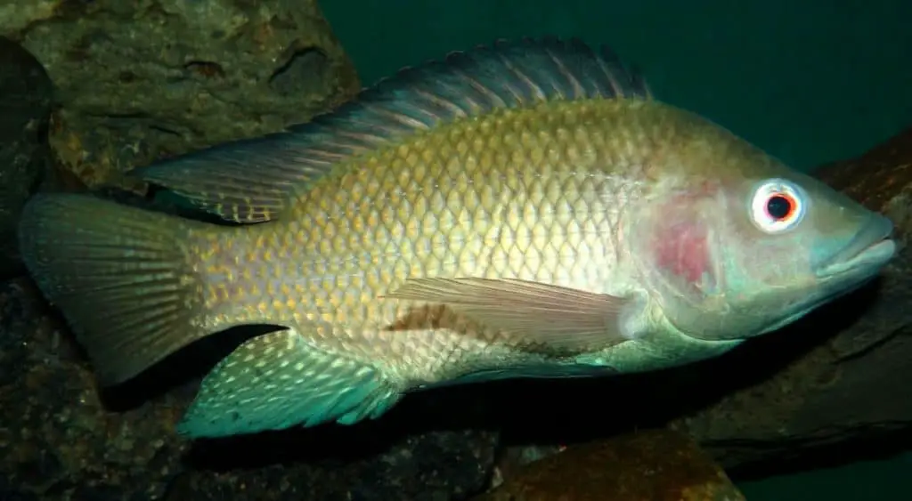 Tilapia fish used in aquaponics