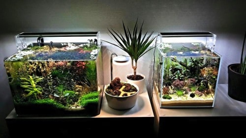 two nano aquarium