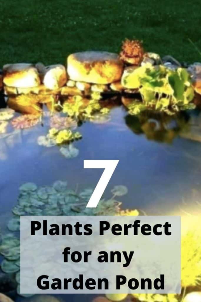 PERFECT POND PLANTS