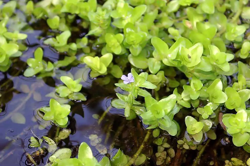 Bacopa Caroliniana