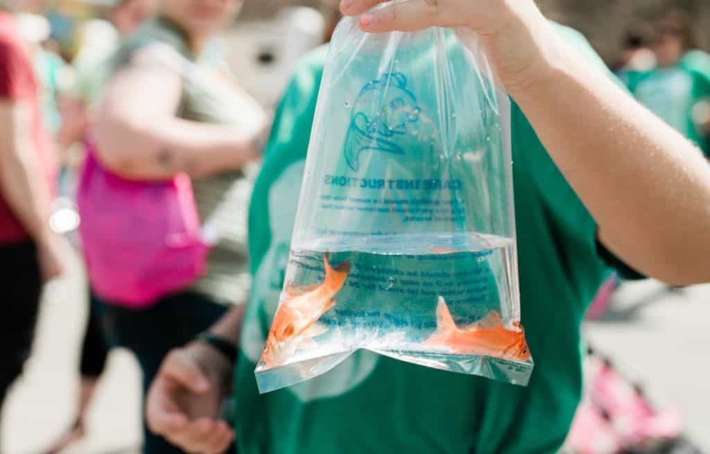 goldfish won at a carnival