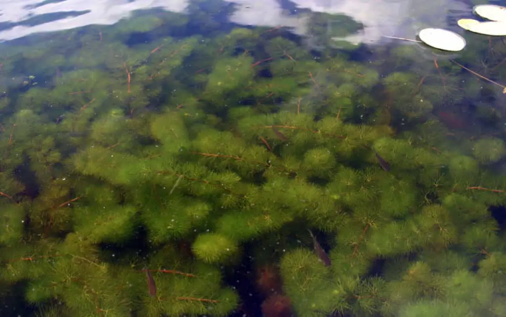 fanwort pond plant