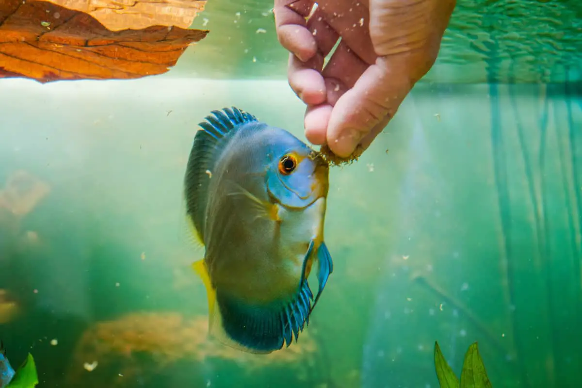 discus fish feeding