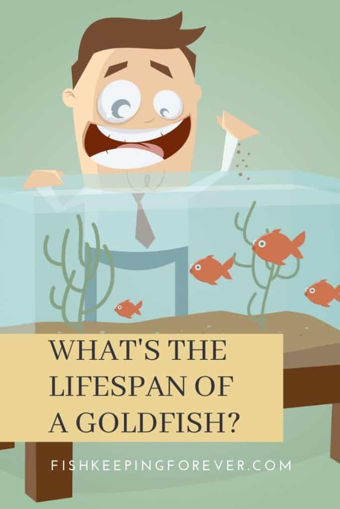 lifespan of a goldfish