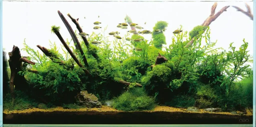 JAPANESE NATURE STYLE AQUASCAPE AQUARIUM