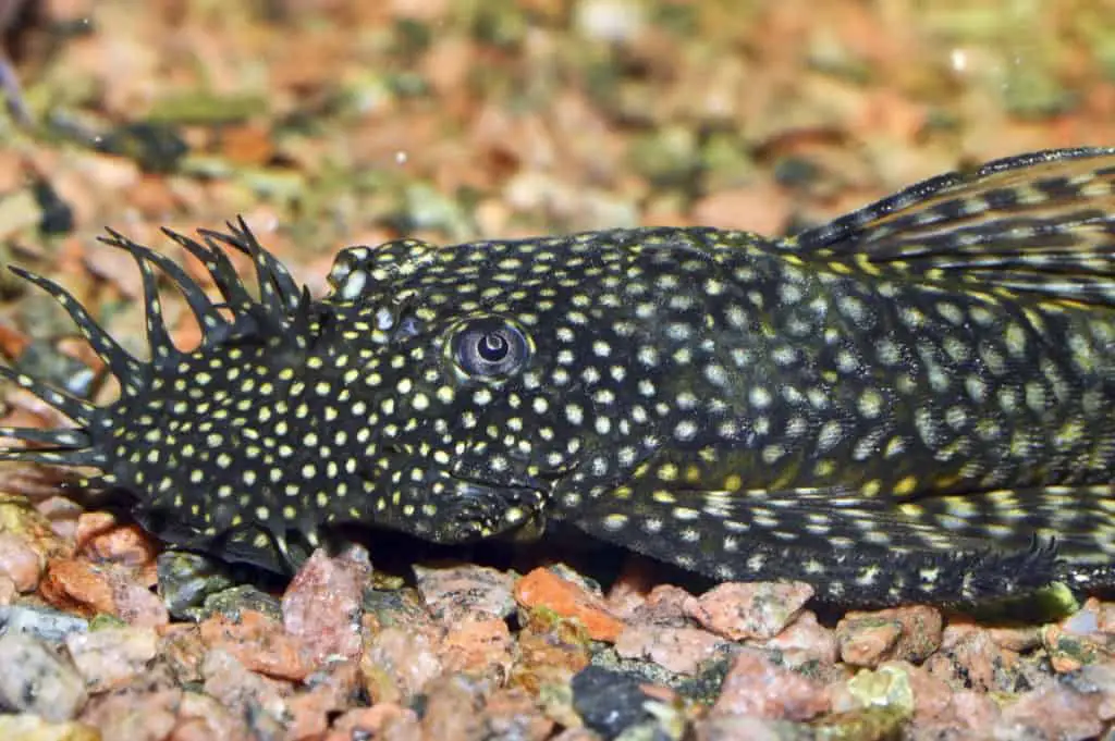 bristlenose pleco