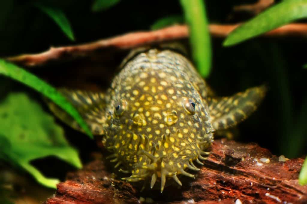 bristlenose plec