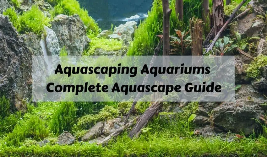 aquascaping complete guide