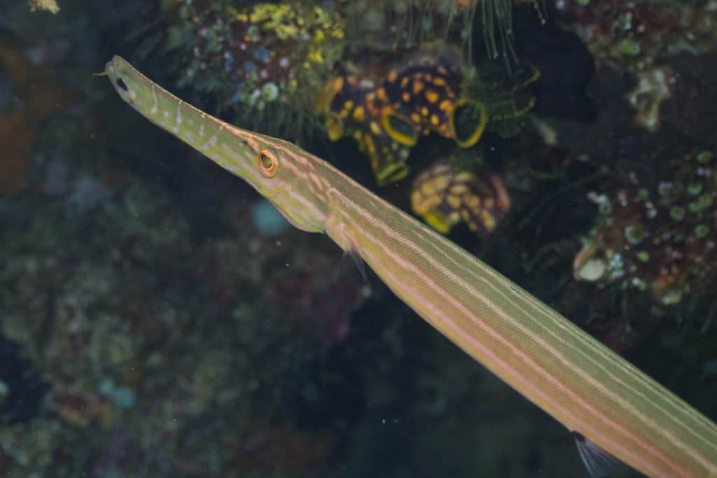 Chinese trumpet fish