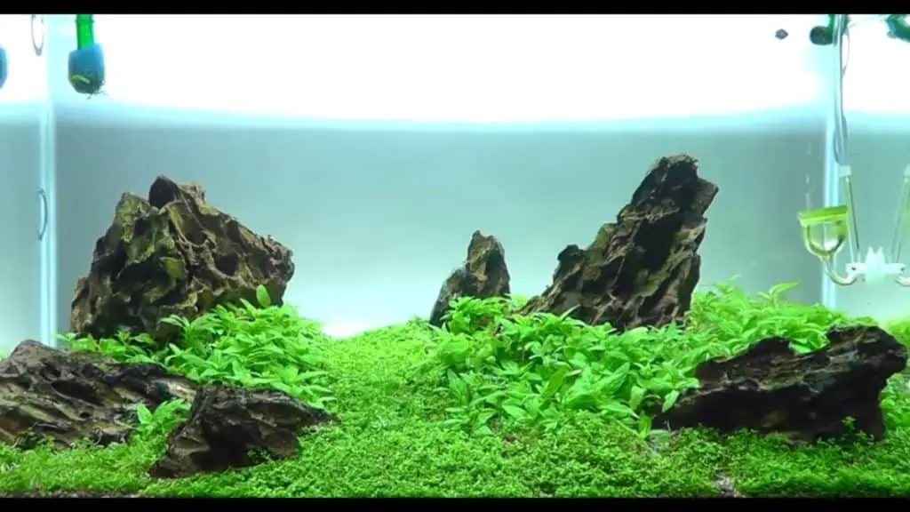 Iwagumi style AQUASCAPE AQUARIUM