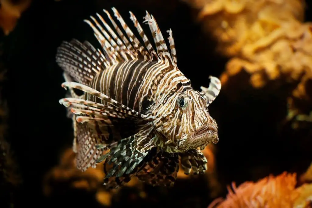 Lionfish, (Pterois)